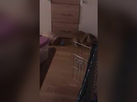 Beschäftigung für die Kaninchen