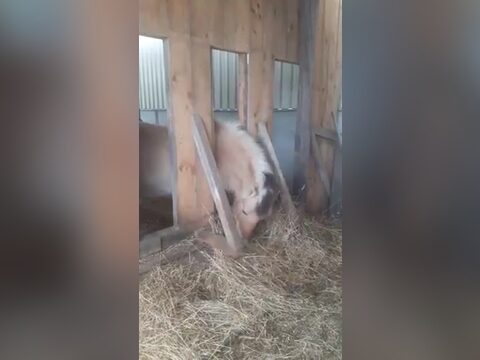 Ein gelassenes Pferd beim Arbeitseinsatz