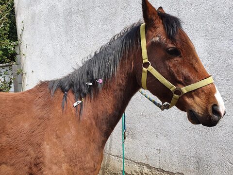 Haarschmuck für Gunny