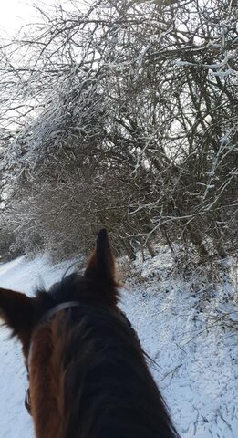 Letzte Schneetage im Stall
