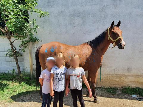 Pferdeerlebnis Vormittag in Aspersdorf