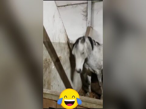 Pferdische Hilfe beim Frühjahrsputz