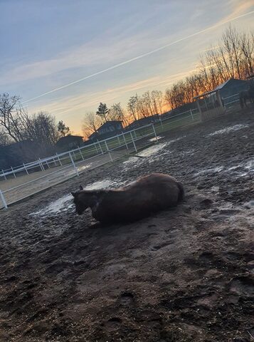 Reiten und Schlammbad an einem Sonnentag