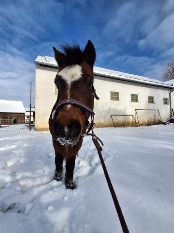 Schneezauber mit Pferden und Ponys