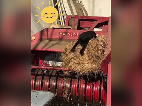 Sommerpause für Stallkater Muk Muk