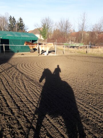 Sonne auf dem frisch geeggten Reitplatz