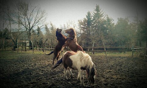 Spielende Ponys auf der Koppel
