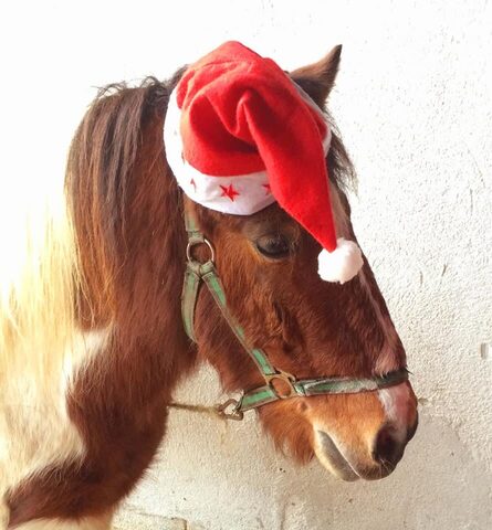 Weihnachten mit dem Kasteni-Team 2021