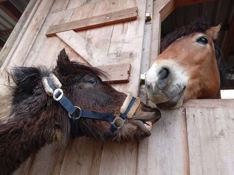 Wellnesstag für die Ponys