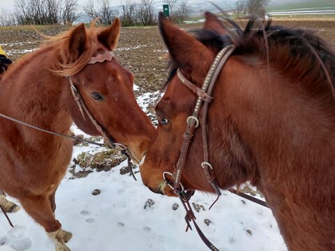 Winterwochenende mit den Tieren