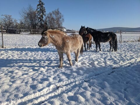 Winterwonderland im Pferdestall